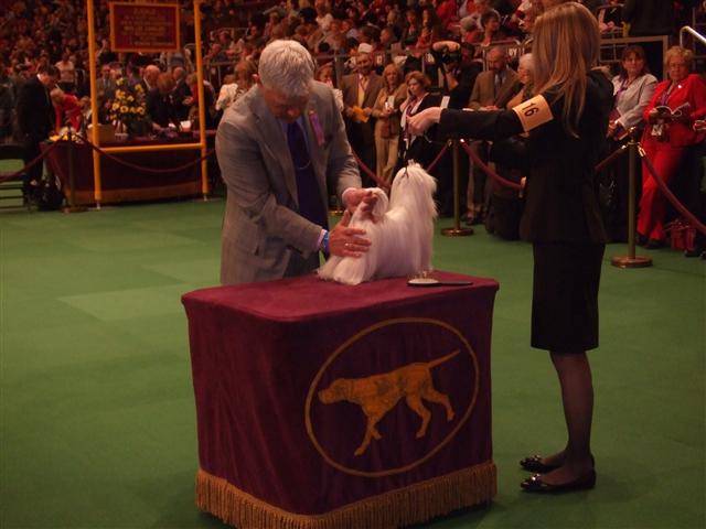 Pictured above are me and Maddie at Westminster dog show during the maltese breed judging.